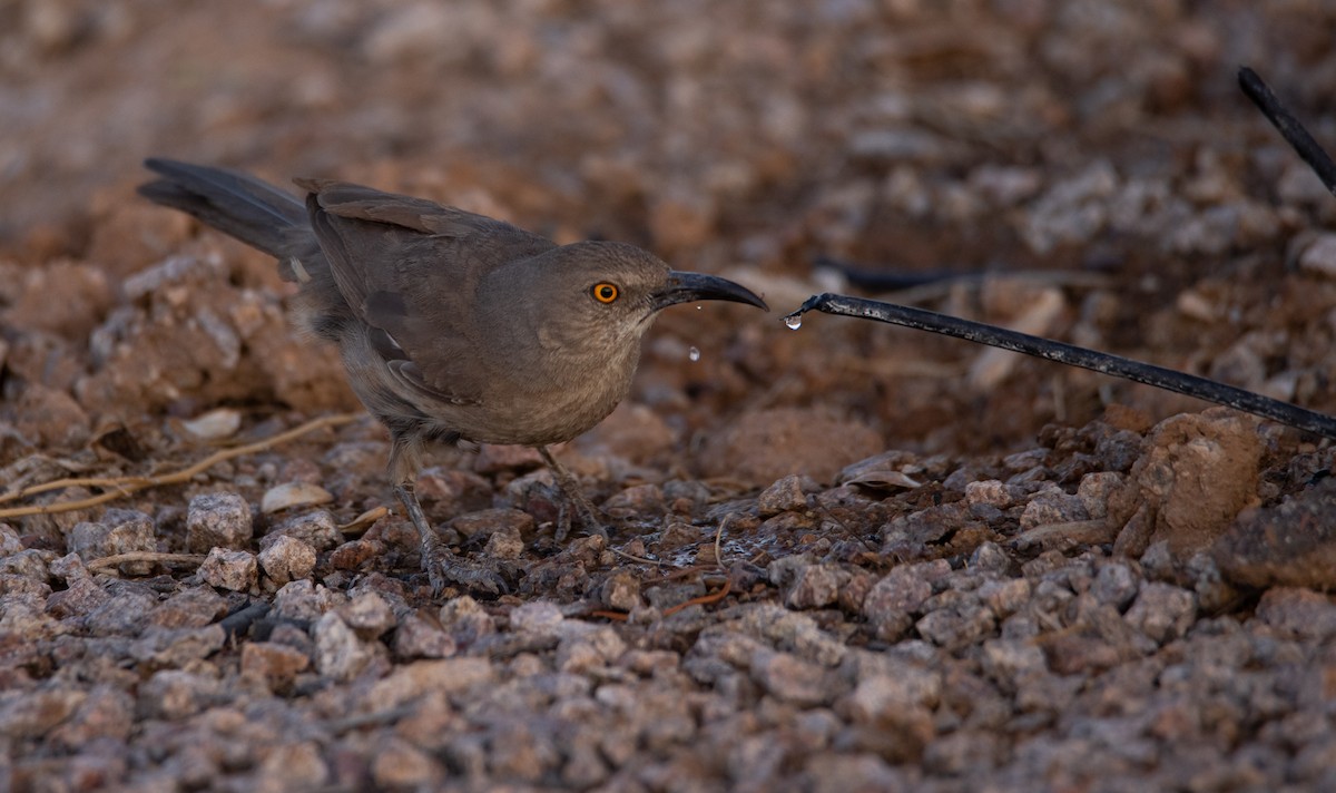 Curve-billed Thrasher - ML637197220