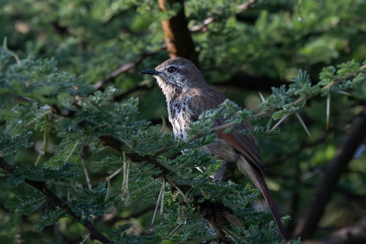 Spotted Morning-Thrush - ML637197249