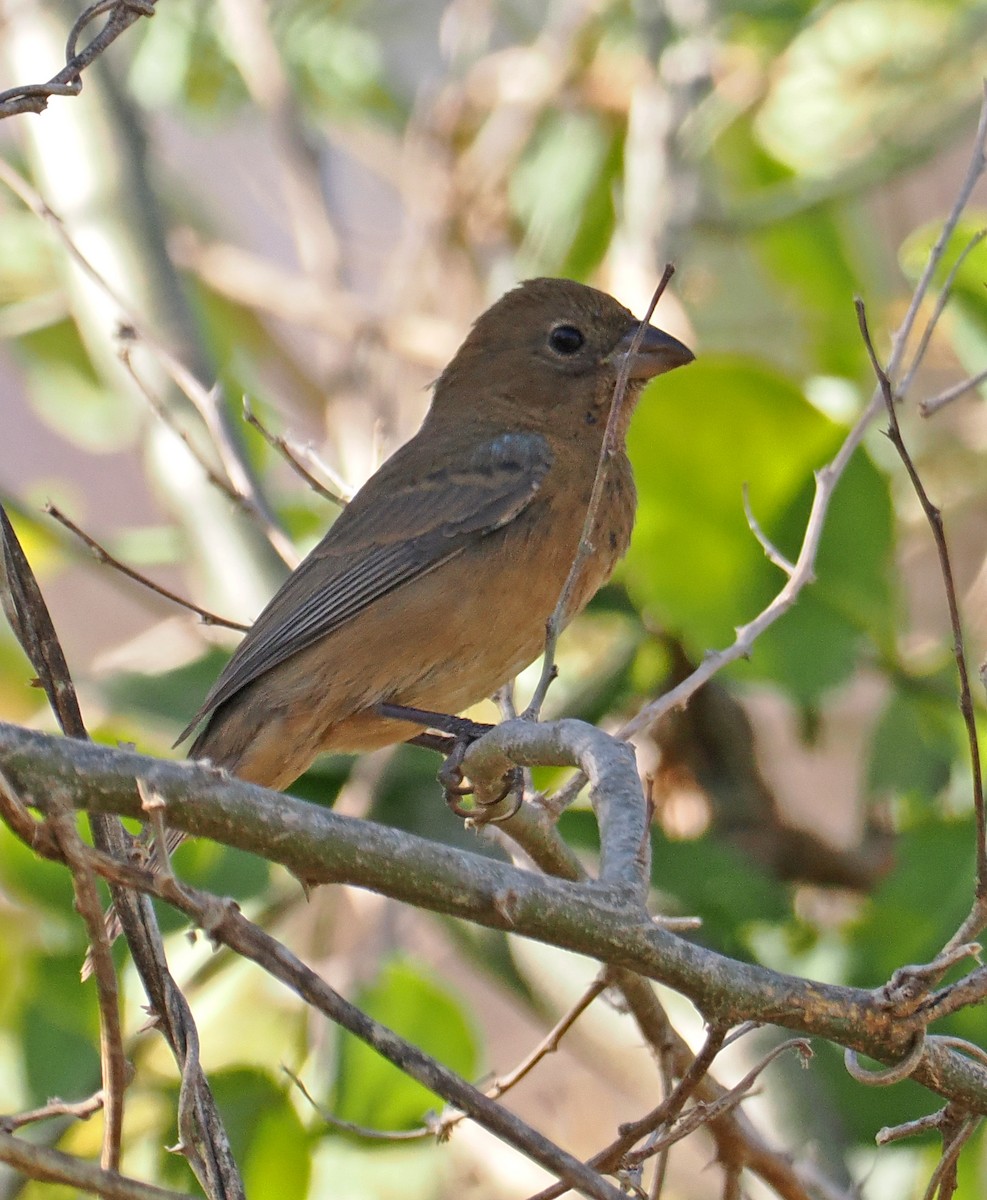 Blue Bunting (West Mexico) - ML637197253