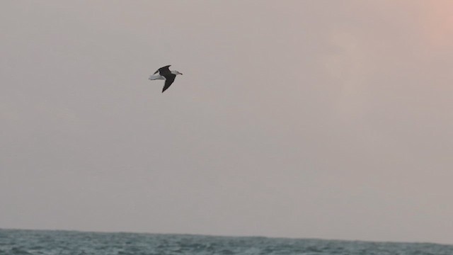 Kelp Gull - ML637197287