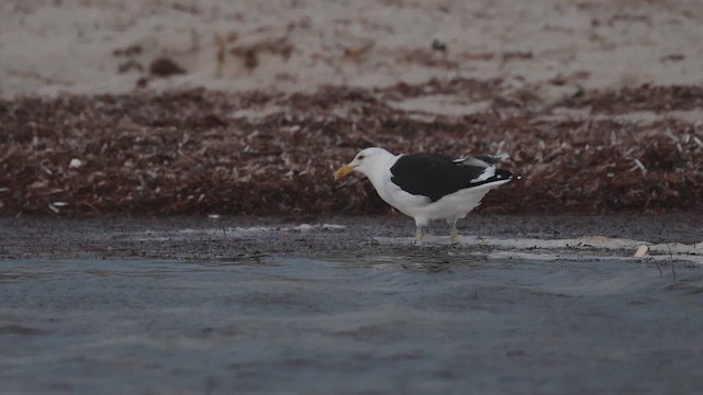 Kelp Gull - ML637197288