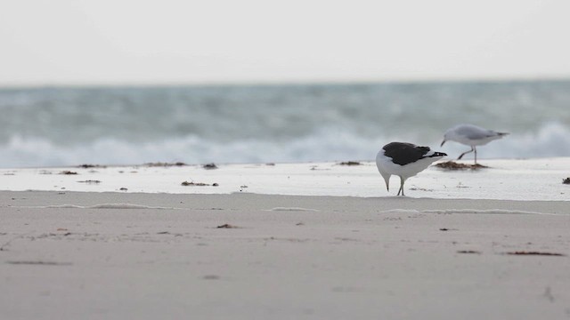 Kelp Gull - ML637197289