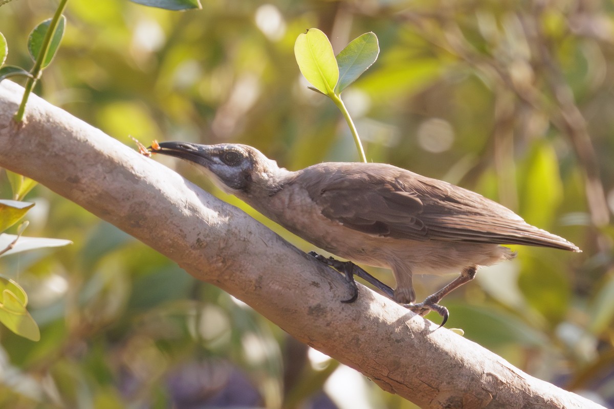 Little Friarbird - ML637197353