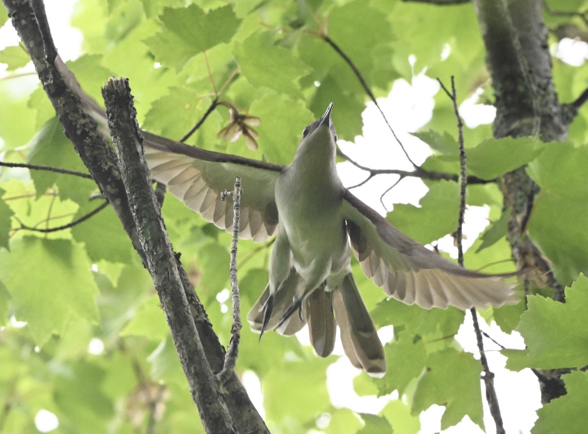 Black-billed Cuckoo - ML637197360