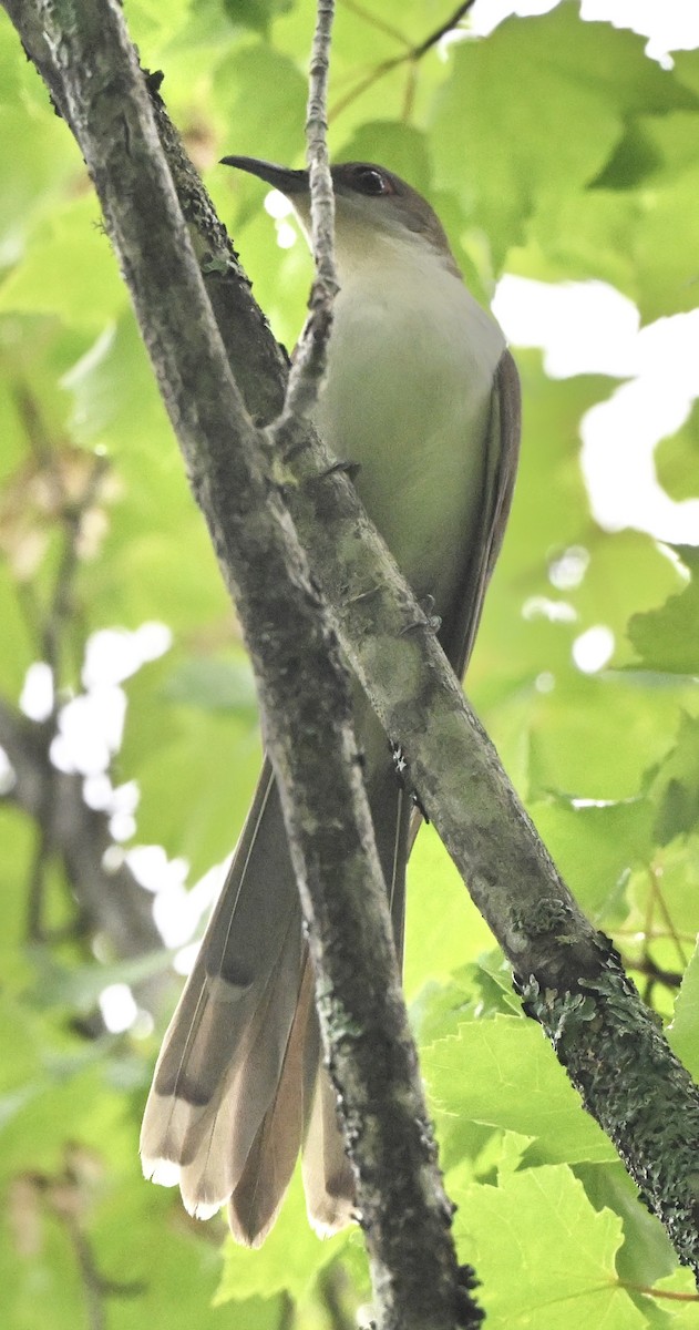 Black-billed Cuckoo - ML637197362