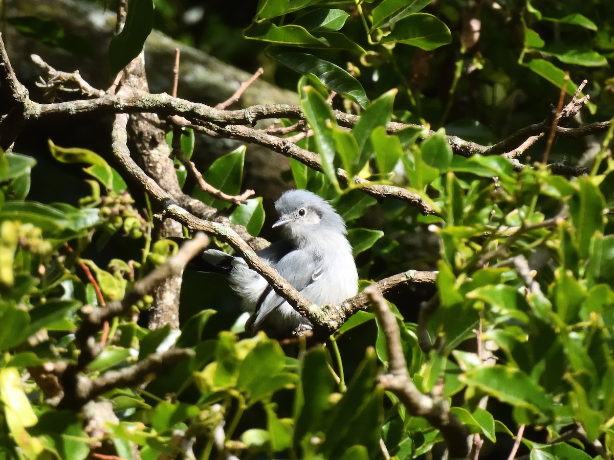 Masked Gnatcatcher - ML637197364