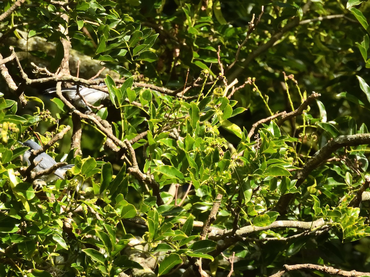 Masked Gnatcatcher - ML637197365
