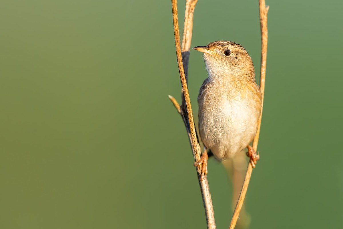 Sedge Wren - ML637197366