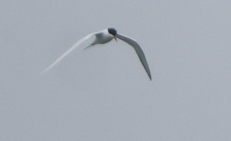 Forster's Tern - ML637197383