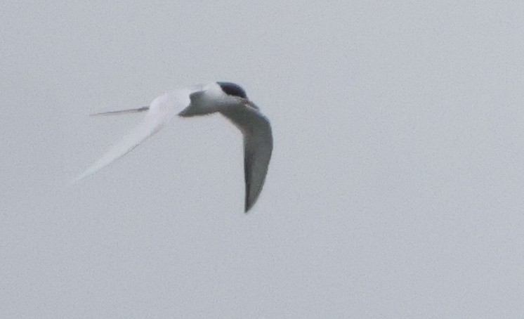 Forster's Tern - ML637197389