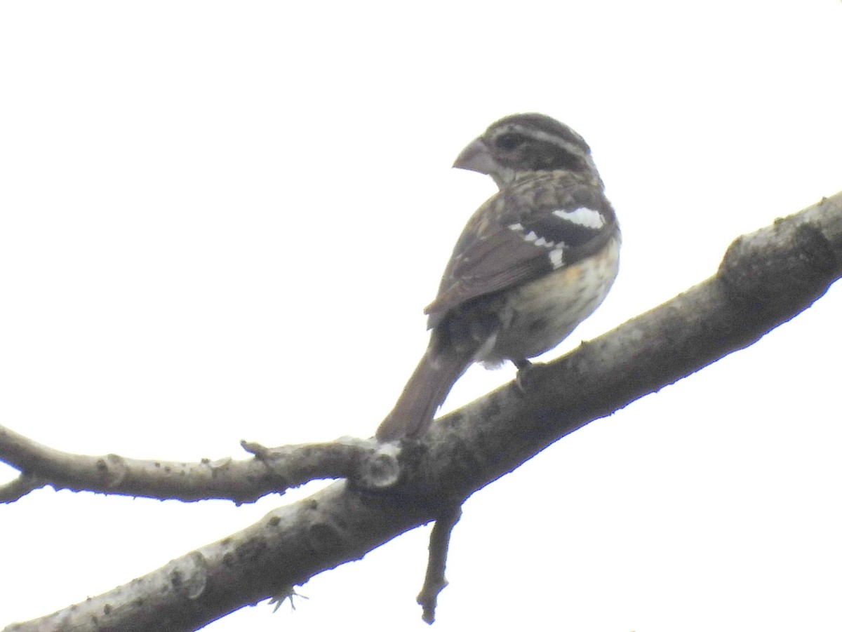 Rose-breasted Grosbeak - ML637197390