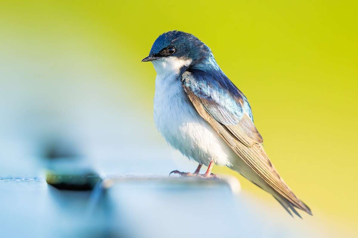 Tree Swallow - ML637197409