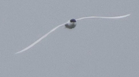 Forster's Tern - ML637197411