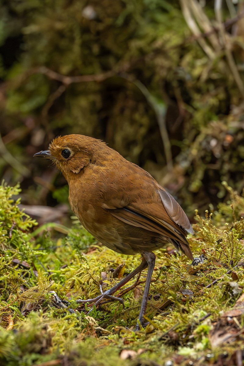 Muisca Antpitta - ML637197445