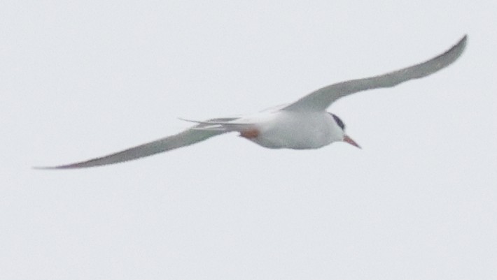 Forster's Tern - ML637197455