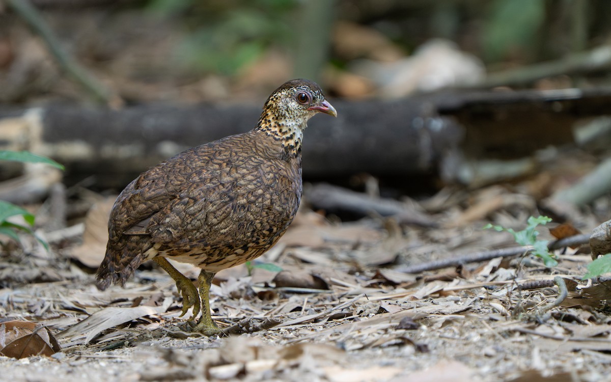 Scaly-breasted Partridge - ML637197464