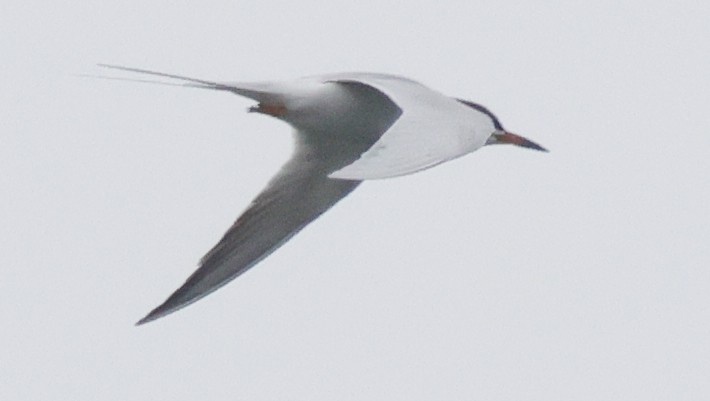 Forster's Tern - ML637197470