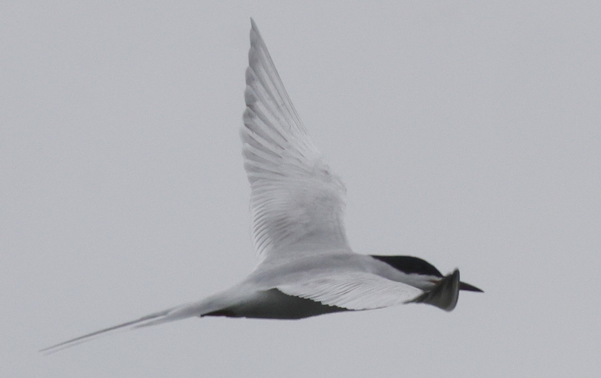 Forster's Tern - ML637197499