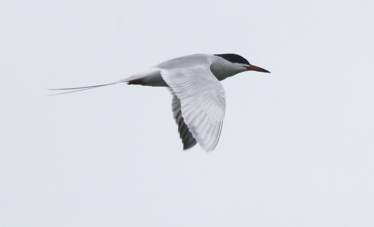 Forster's Tern - ML637197524