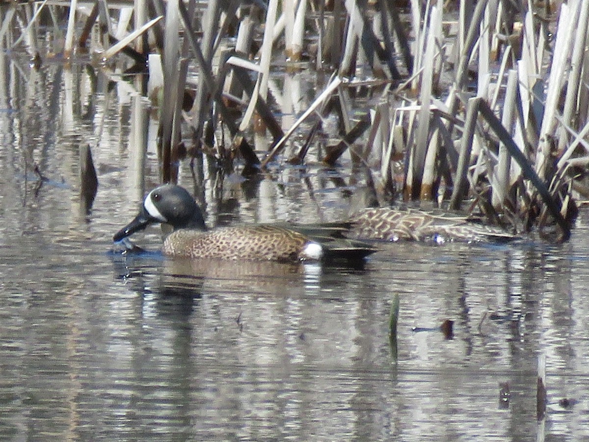 Blue-winged Teal - ML637197532