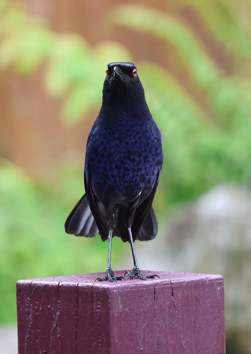 Taiwan Whistling-Thrush - ML637197576