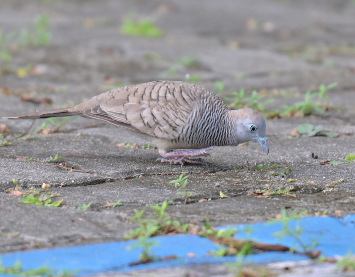 Zebra Dove - ML637197607