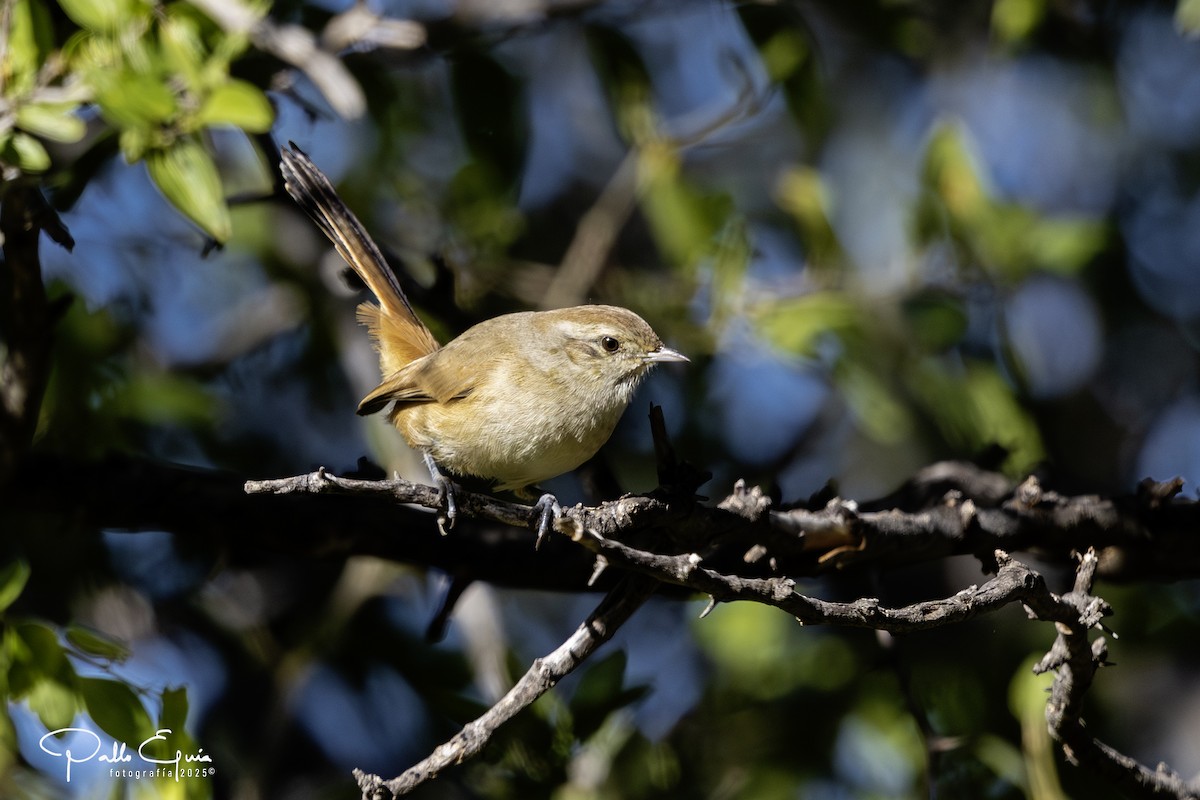 Short-billed Canastero - ML637197620