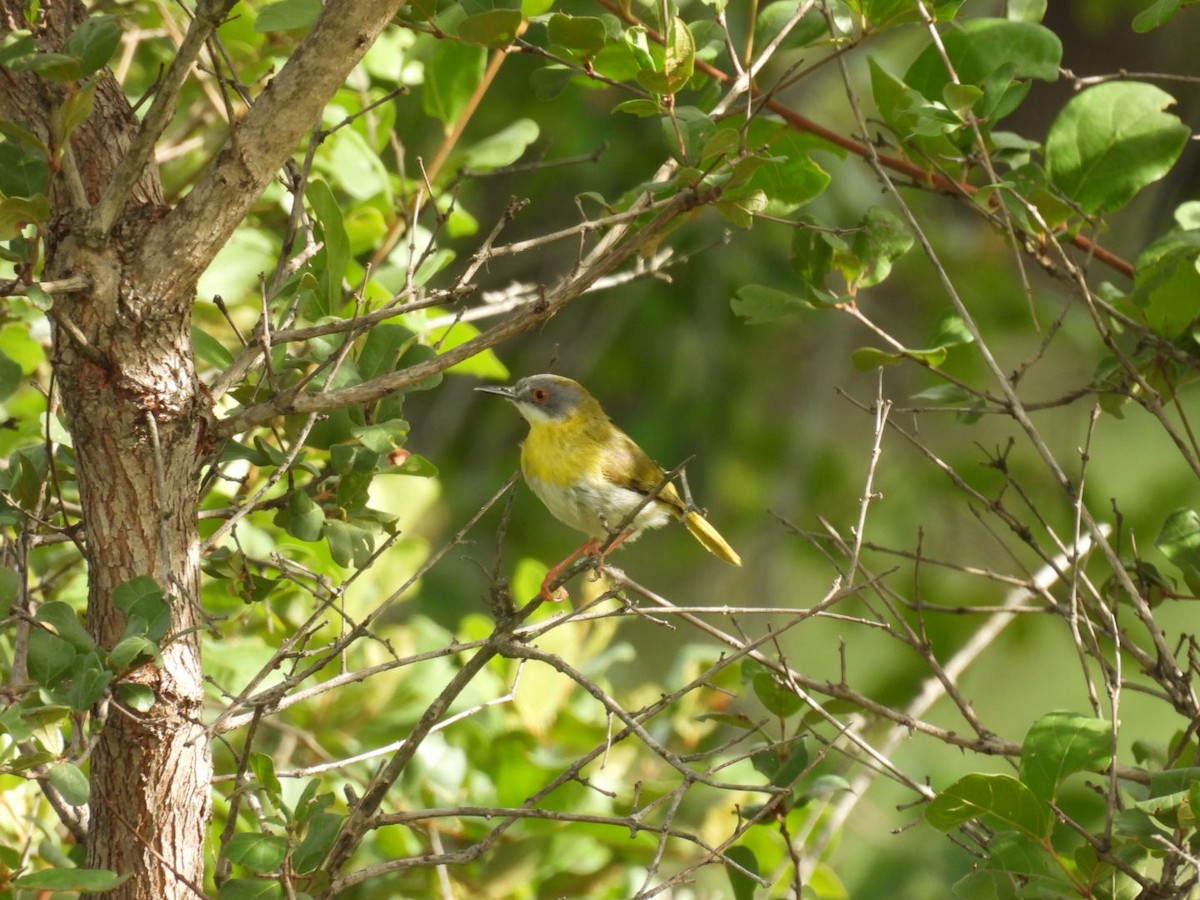 Yellow-breasted Apalis (Yellow-breasted) - ML637197646