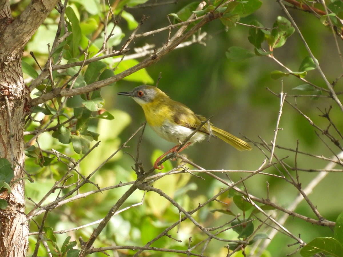 Yellow-breasted Apalis (Yellow-breasted) - ML637197651