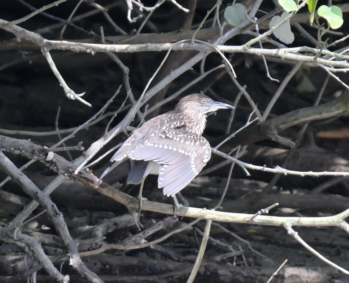 Black-crowned Night Heron - ML637197694