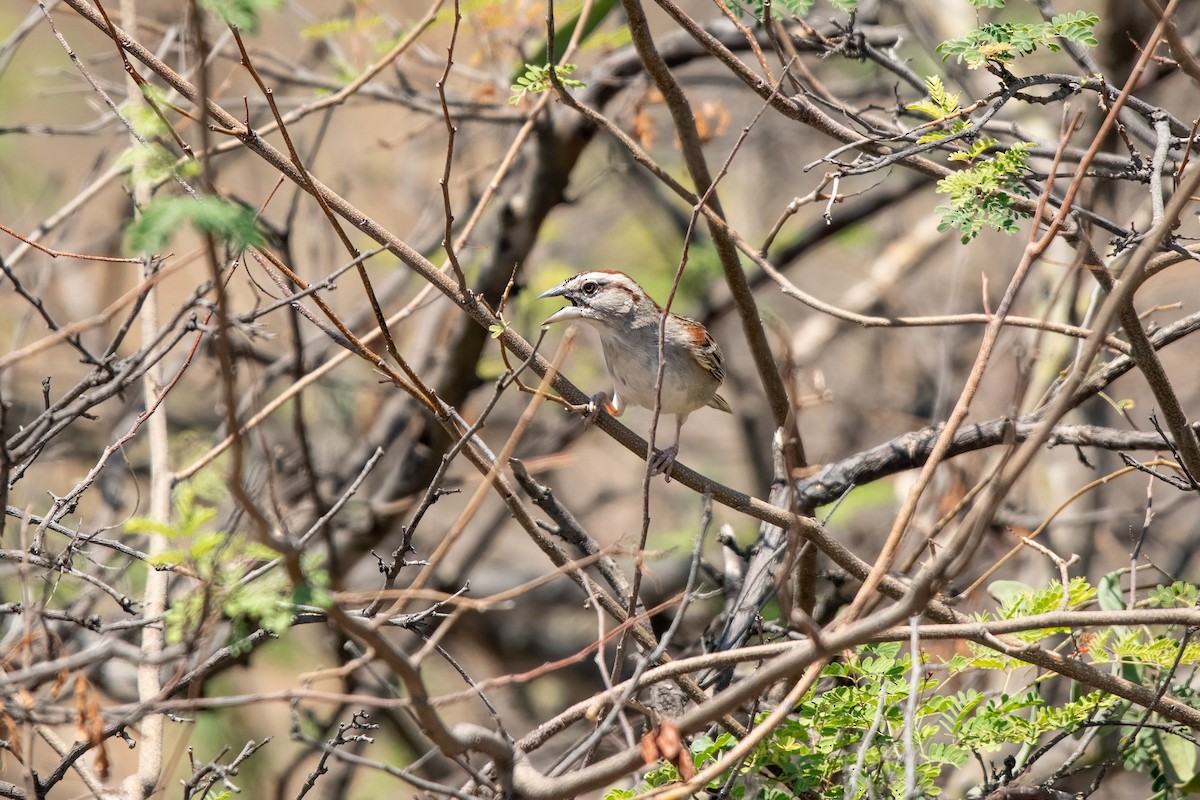 Tumbes Sparrow - ML637197710
