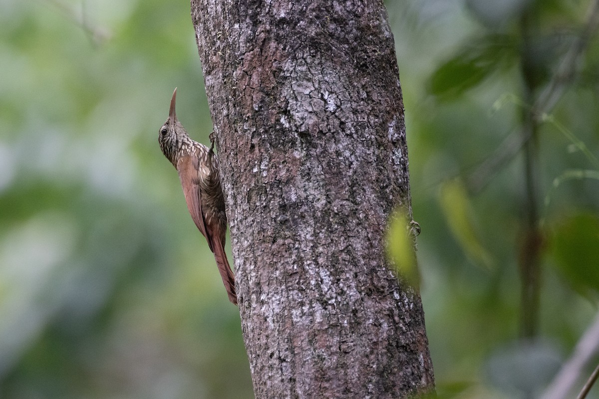 Ivory-billed Woodcreeper - ML637197725
