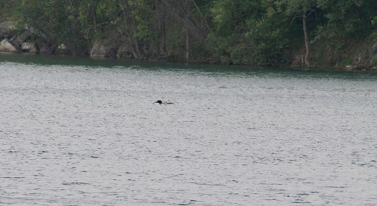Common Loon - ML637197746
