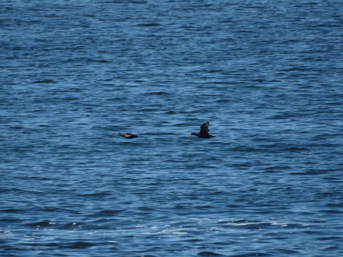 Black Scoter - ML637197751