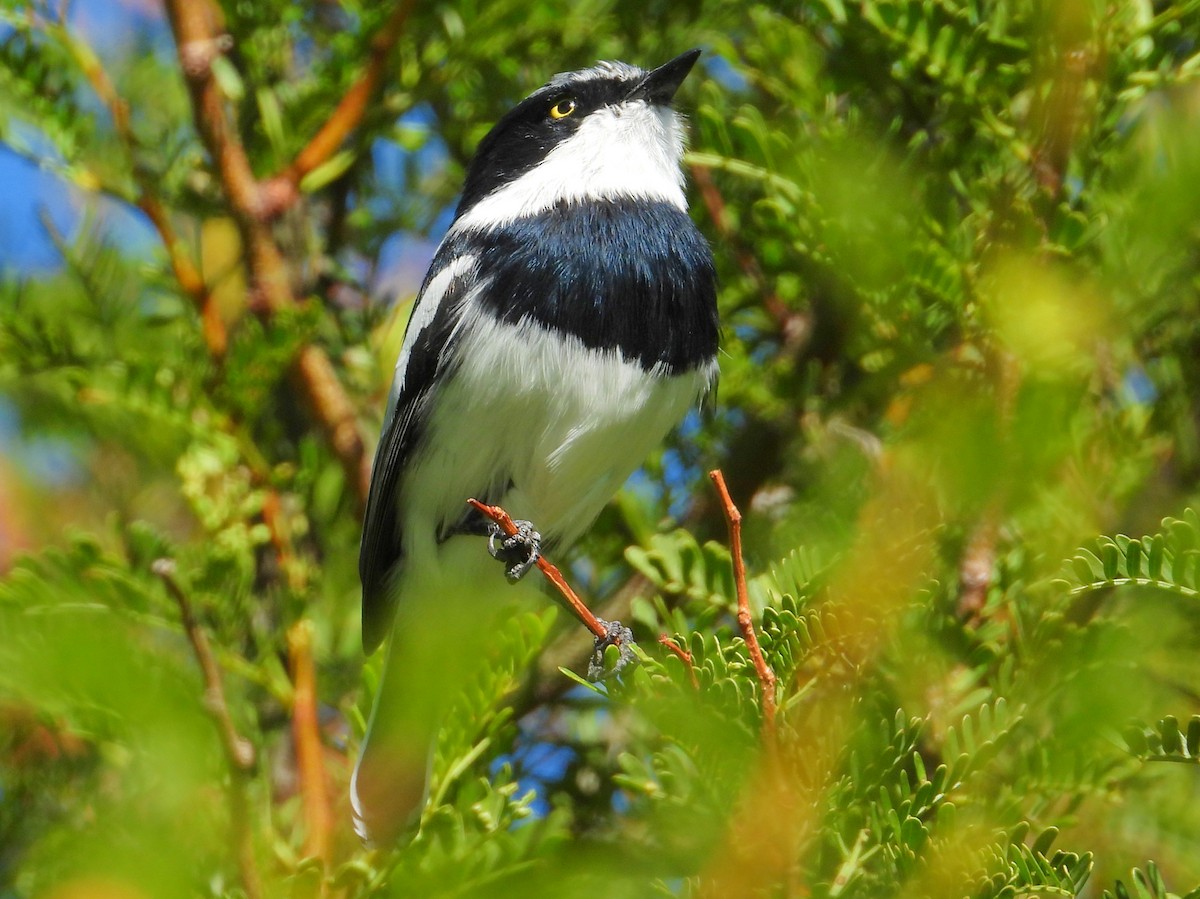 Pririt Batis - ML637197800