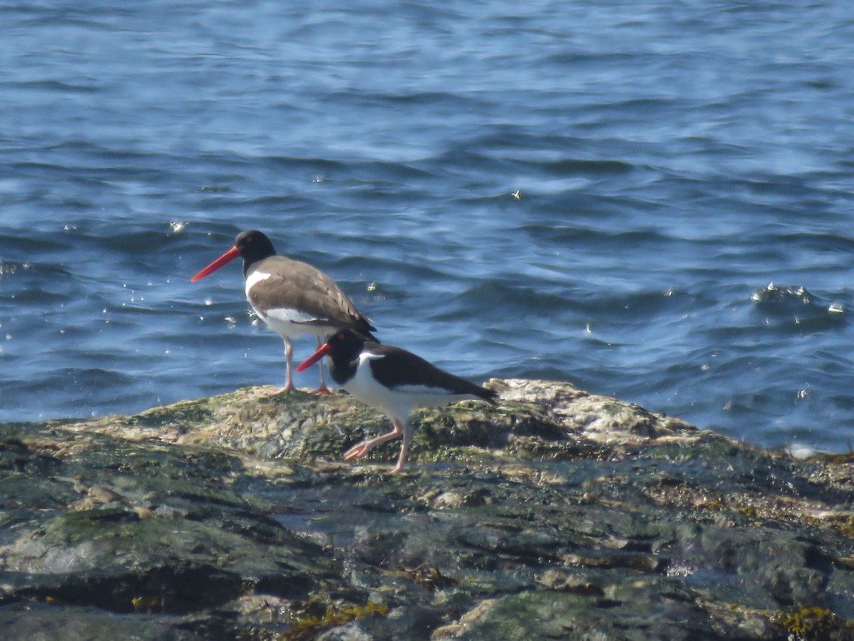 American Oystercatcher - ML637197810