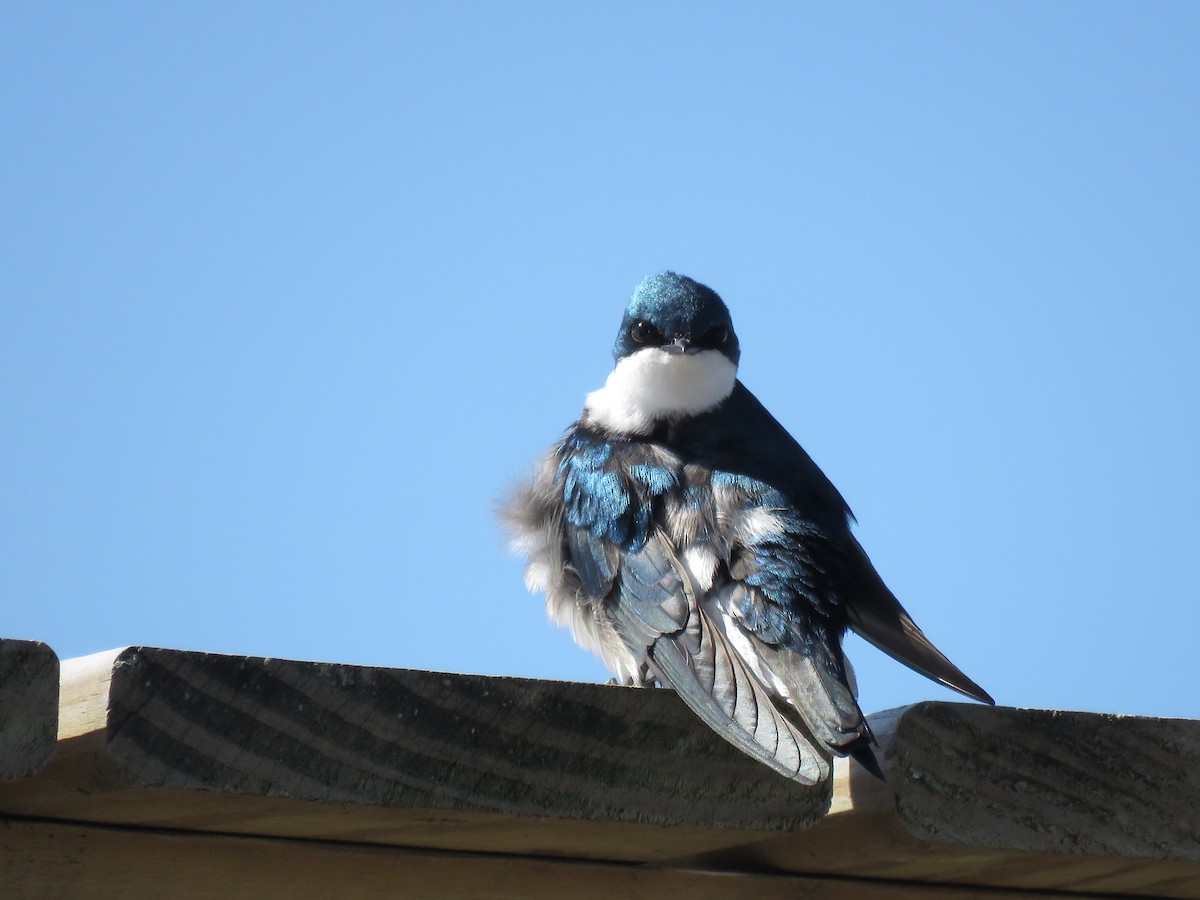 Tree Swallow - ML637197828