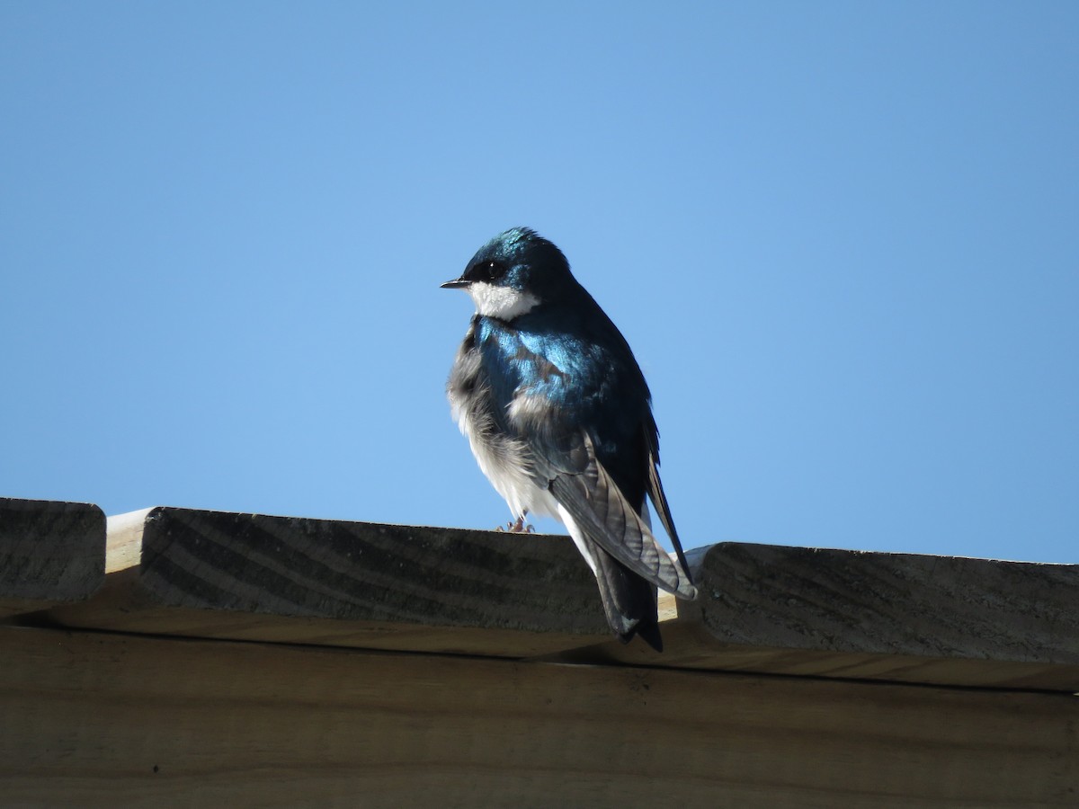 Tree Swallow - ML637197830
