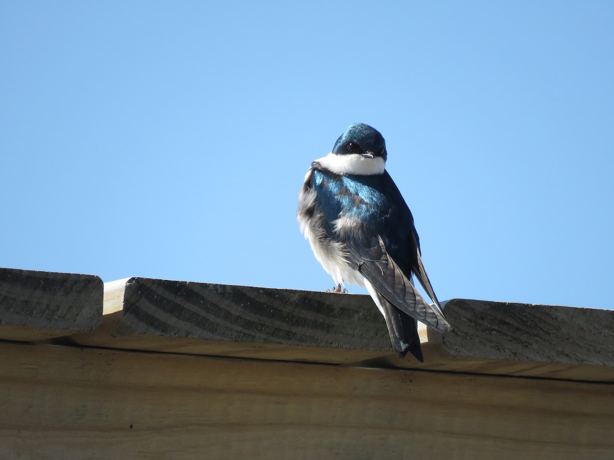 Tree Swallow - ML637197832