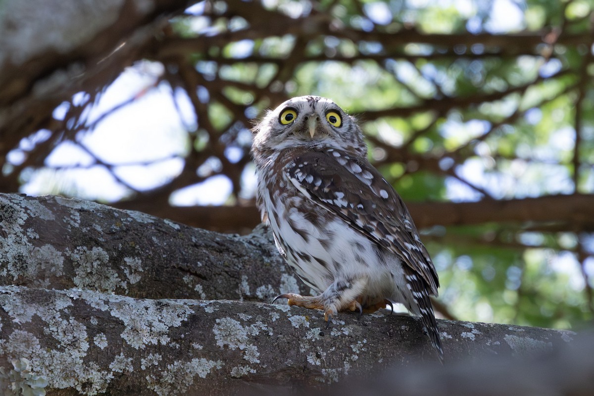 Pearl-spotted Owlet - ML637197866
