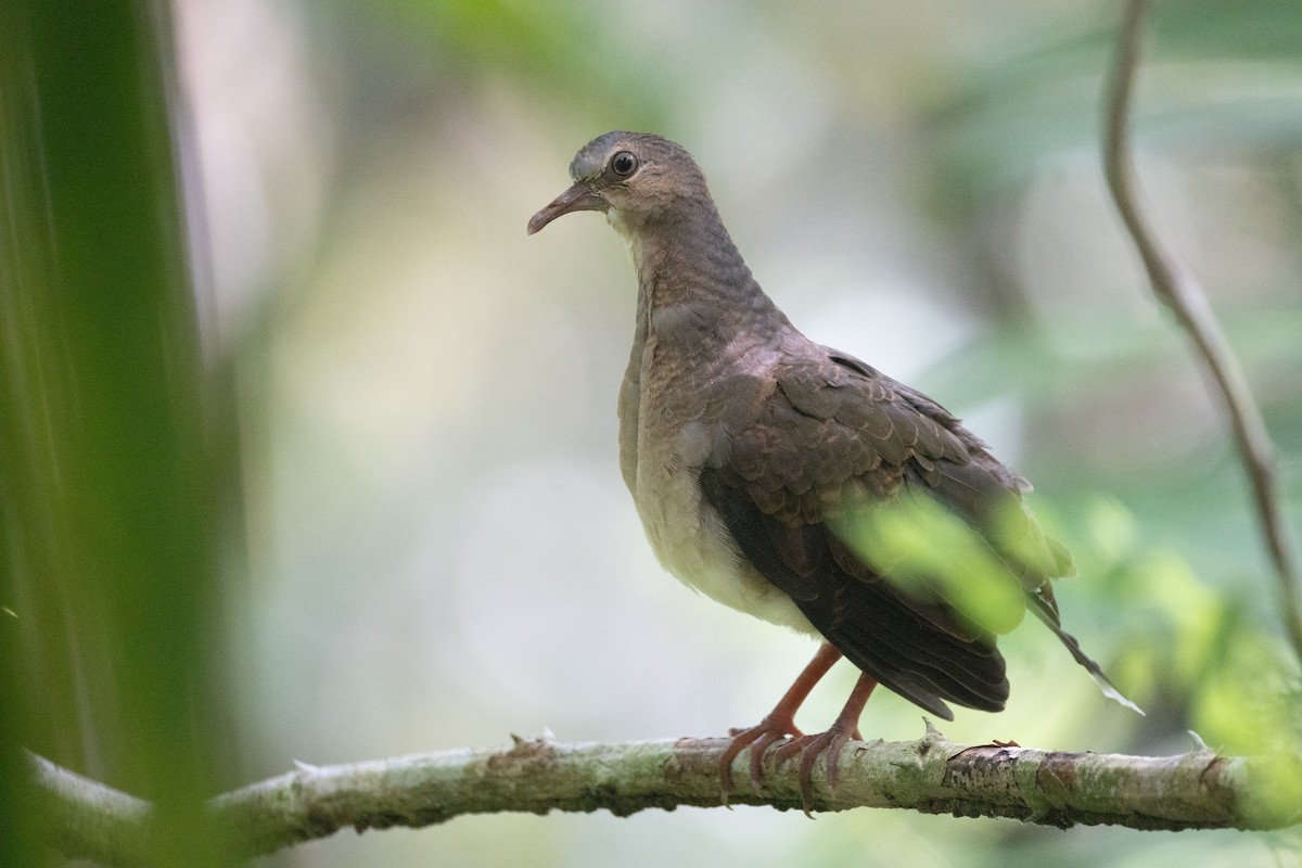 Gray-headed Dove - ML637197891