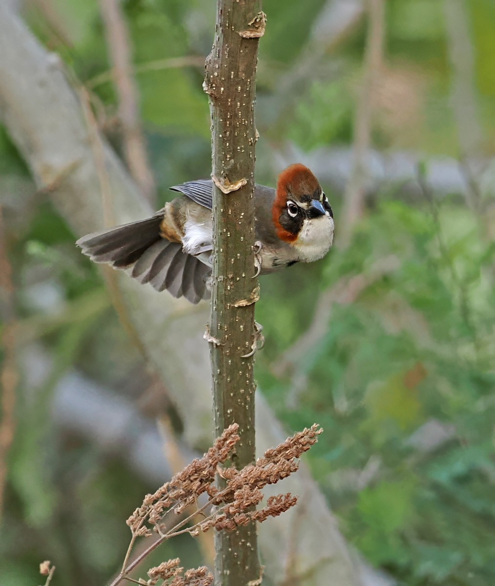 Rusty-crowned Ground-Sparrow - ML637197936
