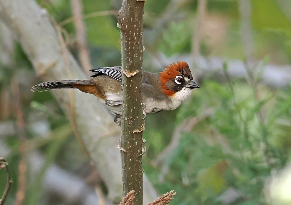 Rusty-crowned Ground-Sparrow - ML637197937