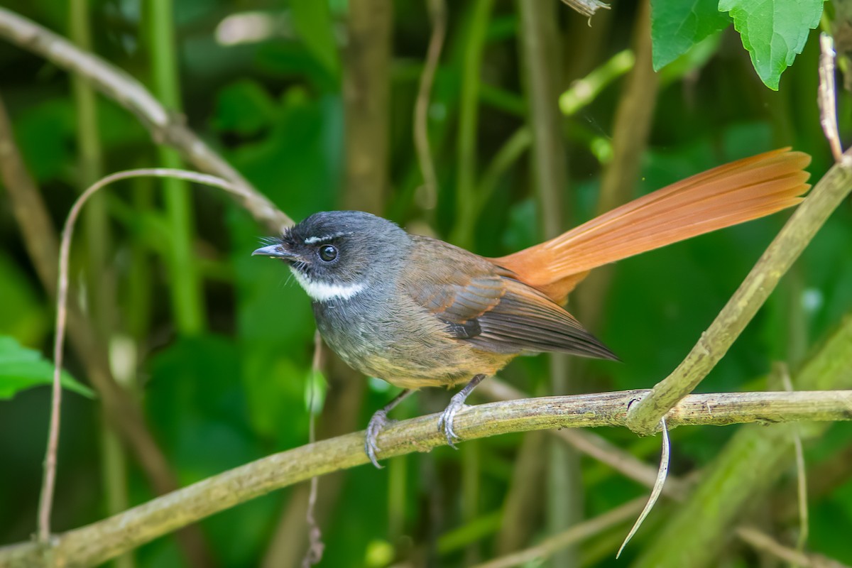 Rufous-tailed Fantail - ML637197940