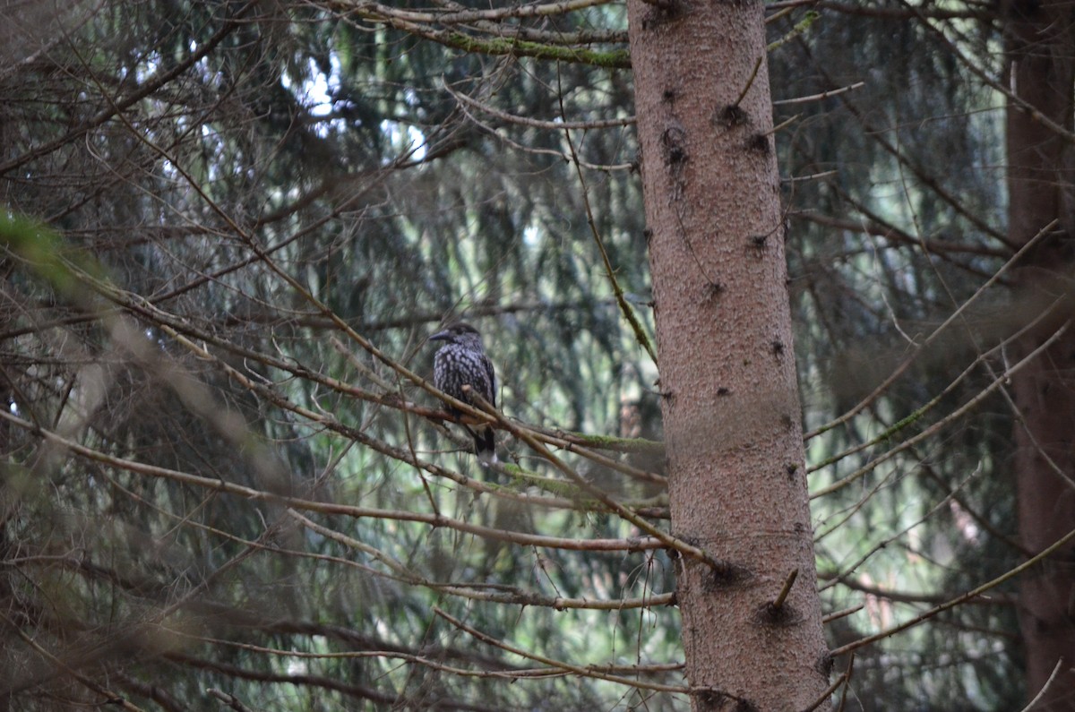 Northern Nutcracker - ML637197949