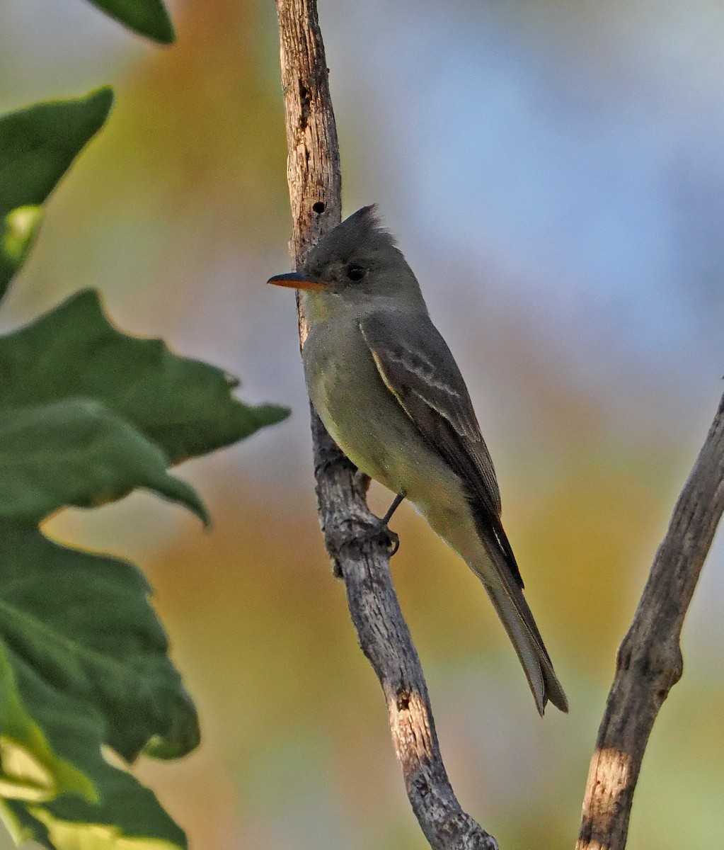 Greater Pewee - ML637197954