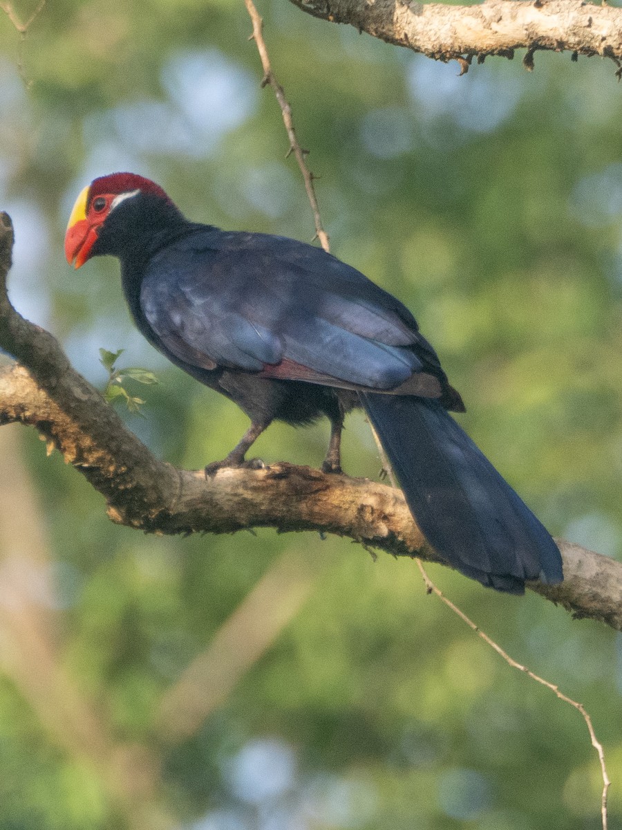 Violet Turaco - ML637197967