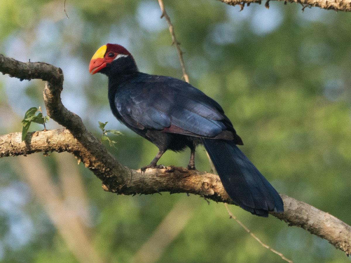 Violet Turaco - ML637197968