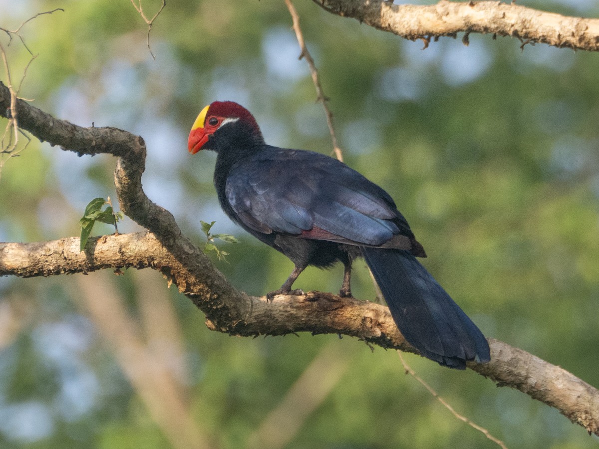 Violet Turaco - ML637197971