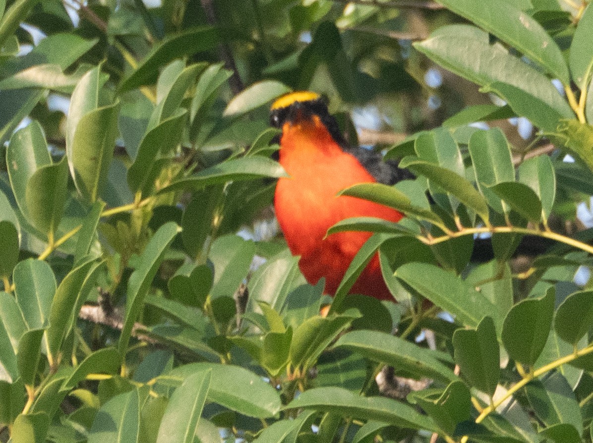 Yellow-crowned Gonolek - ML637197985